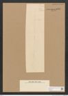 Diatomeae indet. Zeichnungen Sammlung Grunow Nr. 4407 (NHMW-BOT-W0372570)